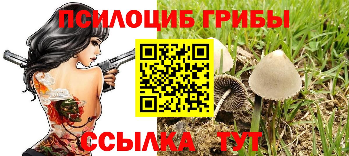 Псилоцибиновые грибы Cubensis Красноармейск